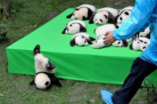 Pandas joueurs