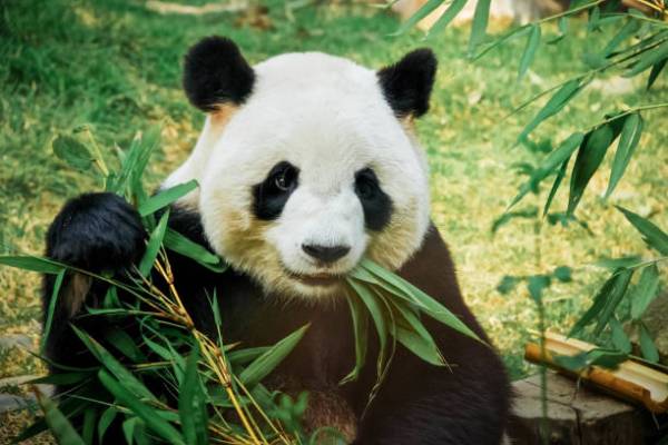Pandas joueurs