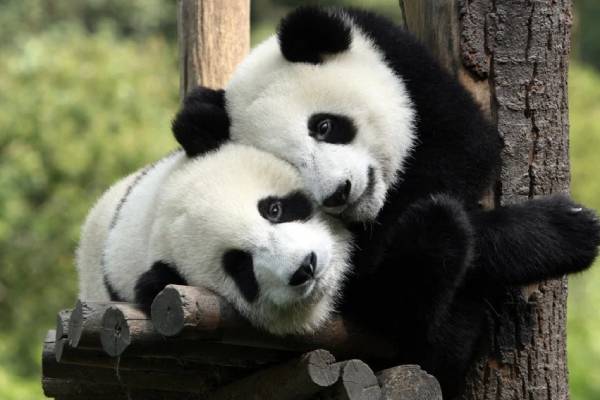 Pandas joueurs